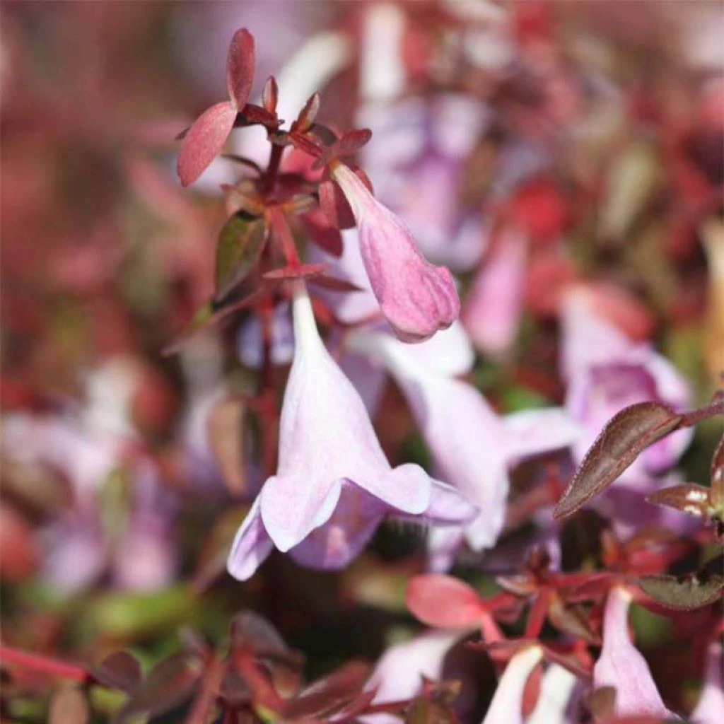 Abelia Pinky Bells 1 Abelia Pinky Bells
