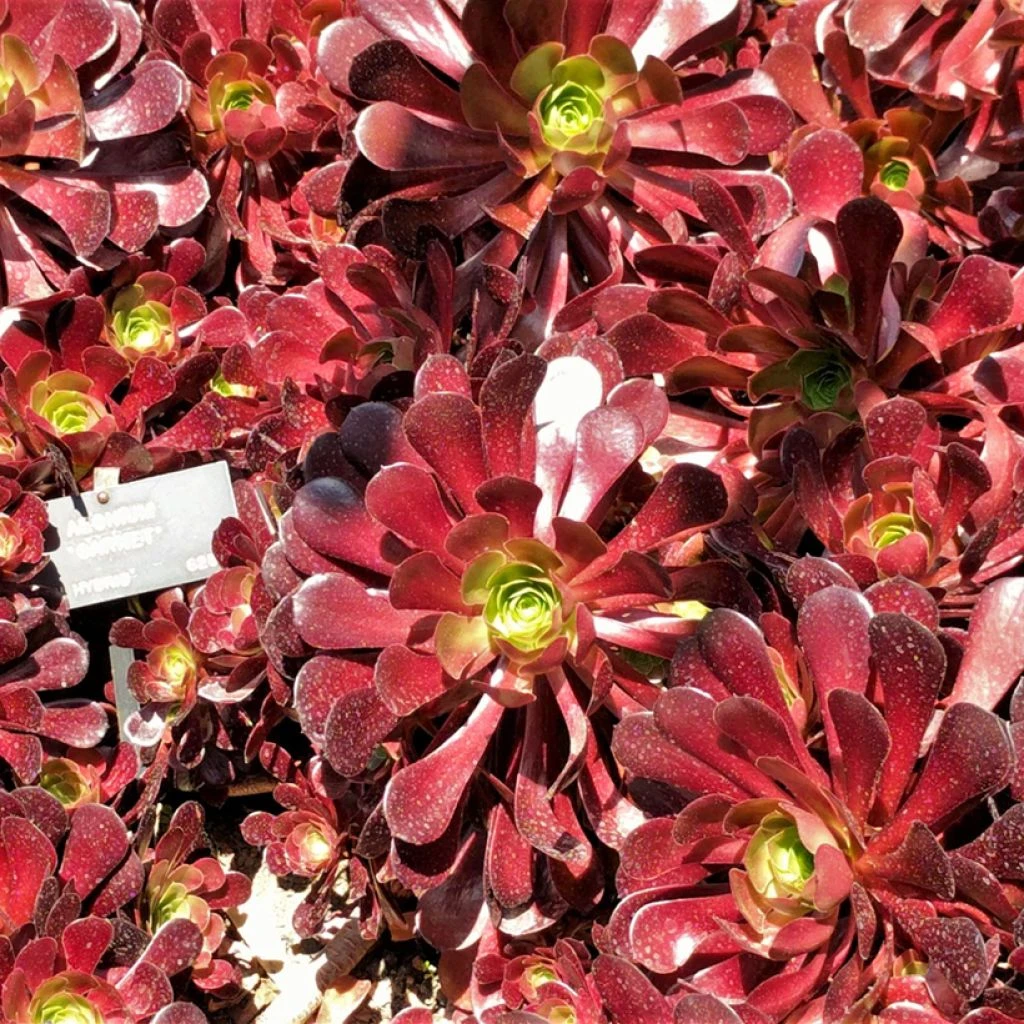 Aeonium Arboreum Garnet - Aeonium En Arbre 1 Aeonium Arboreum Garnet - Aeonium En Arbre