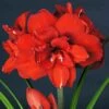 Amaryllis Double King - Hippeastrum