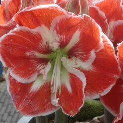 Amaryllis Samba
