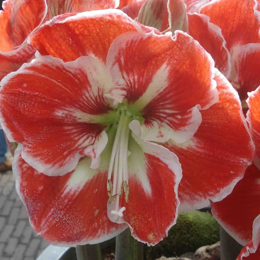 Amaryllis Samba 1 Amaryllis Samba