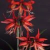 Amaryllis Sumatra - Hippeastrum Cybister