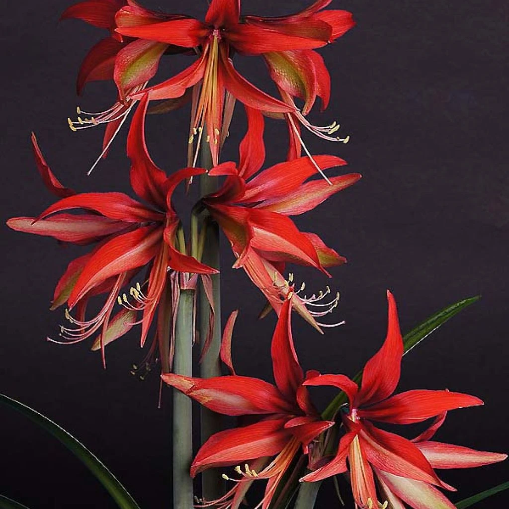 Amaryllis Sumatra - Hippeastrum Cybister 1 Amaryllis Sumatra - Hippeastrum Cybister