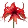 Amaryllis Cybester Bogota