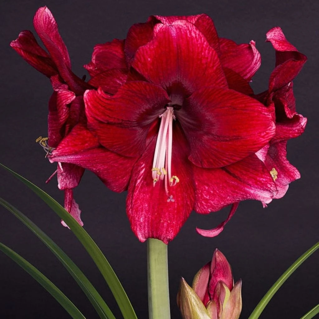 Amaryllis Daphne - Hippeastrum 1 Amaryllis Daphne - Hippeastrum