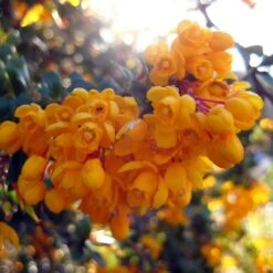Berberis Darwinii Compacta - Épine-vinette