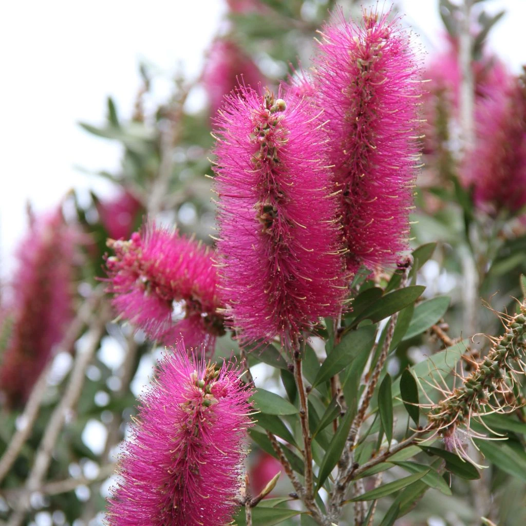 Callistemon Citrinus Mauve Mist - Rince Bouteille 1 Callistemon Citrinus Mauve Mist - Rince Bouteille