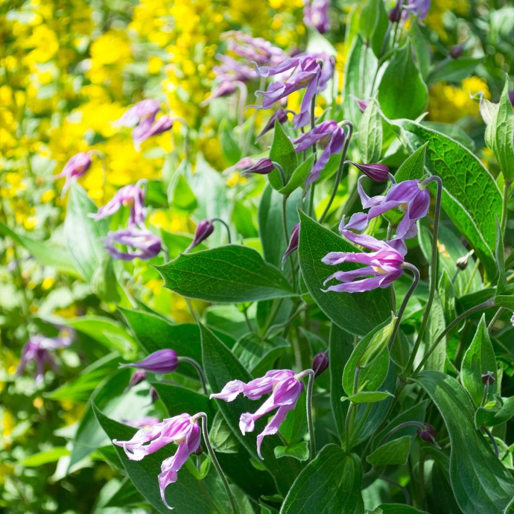 Clématite - Clematis Integrifolia Jessica 1 Clématite - Clematis Integrifolia Jessica
