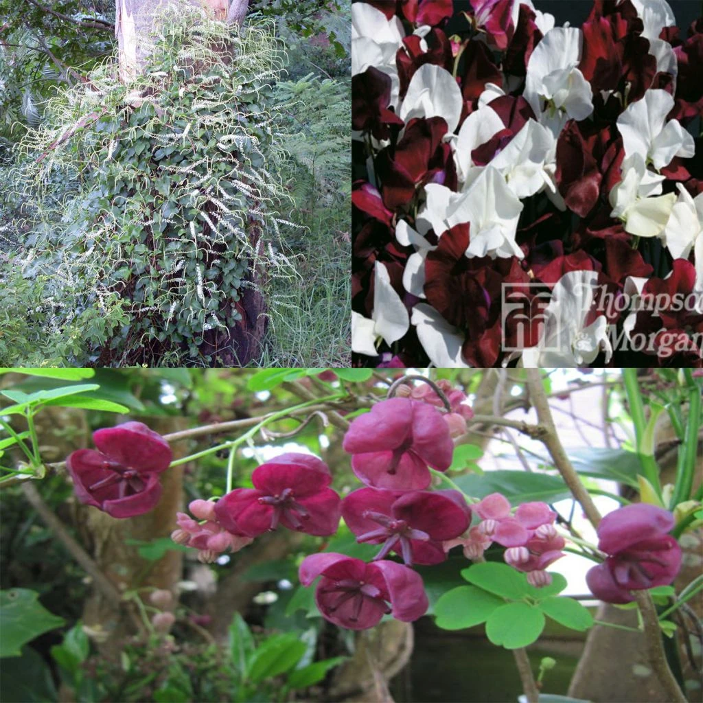 Collection De 3 Grimpantes Pour 6 Mois De Fleurs 1 Collection De 3 Grimpantes Pour 6 Mois De Fleurs