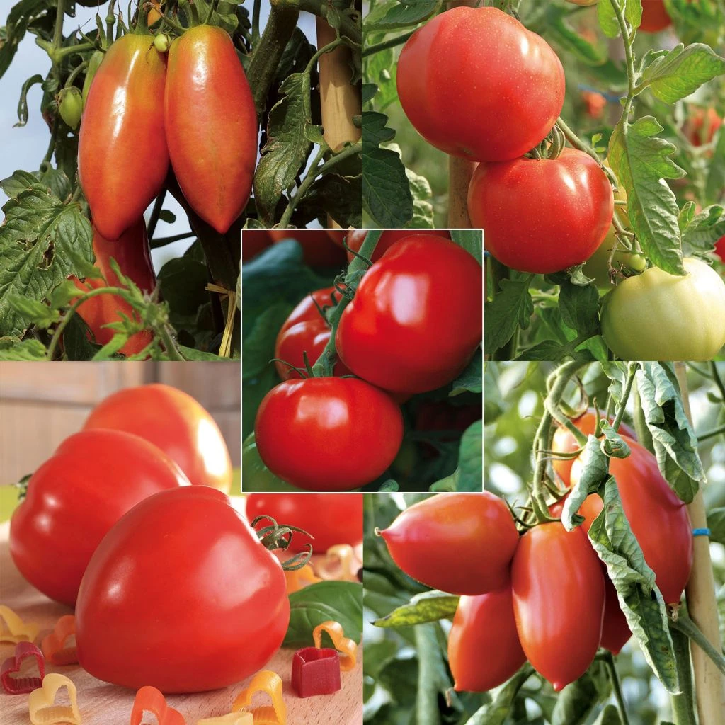 Collection De 5 Tomates En Plants GREFFES 1 Collection De 5 Tomates En Plants GREFFES