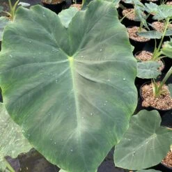Colocasia Jack's Giant - Oreille D'éléphant