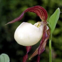 Cypripedium Kentuckiense - Sabot De Vénus Pourpre Et Ivoire