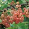 Groseillier à Grappes Gloire Des Sablons Rose