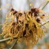 Noisetier Des Sorcières - Hamamelis Mollis Pallida