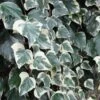 Lierre Des Canaries - Hedera Algeriensis Gloire De Marengo