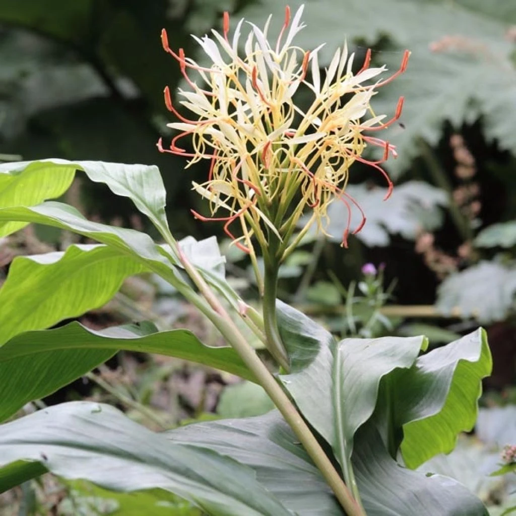 Hedychium Yunnanense 1 Hedychium Yunnanense