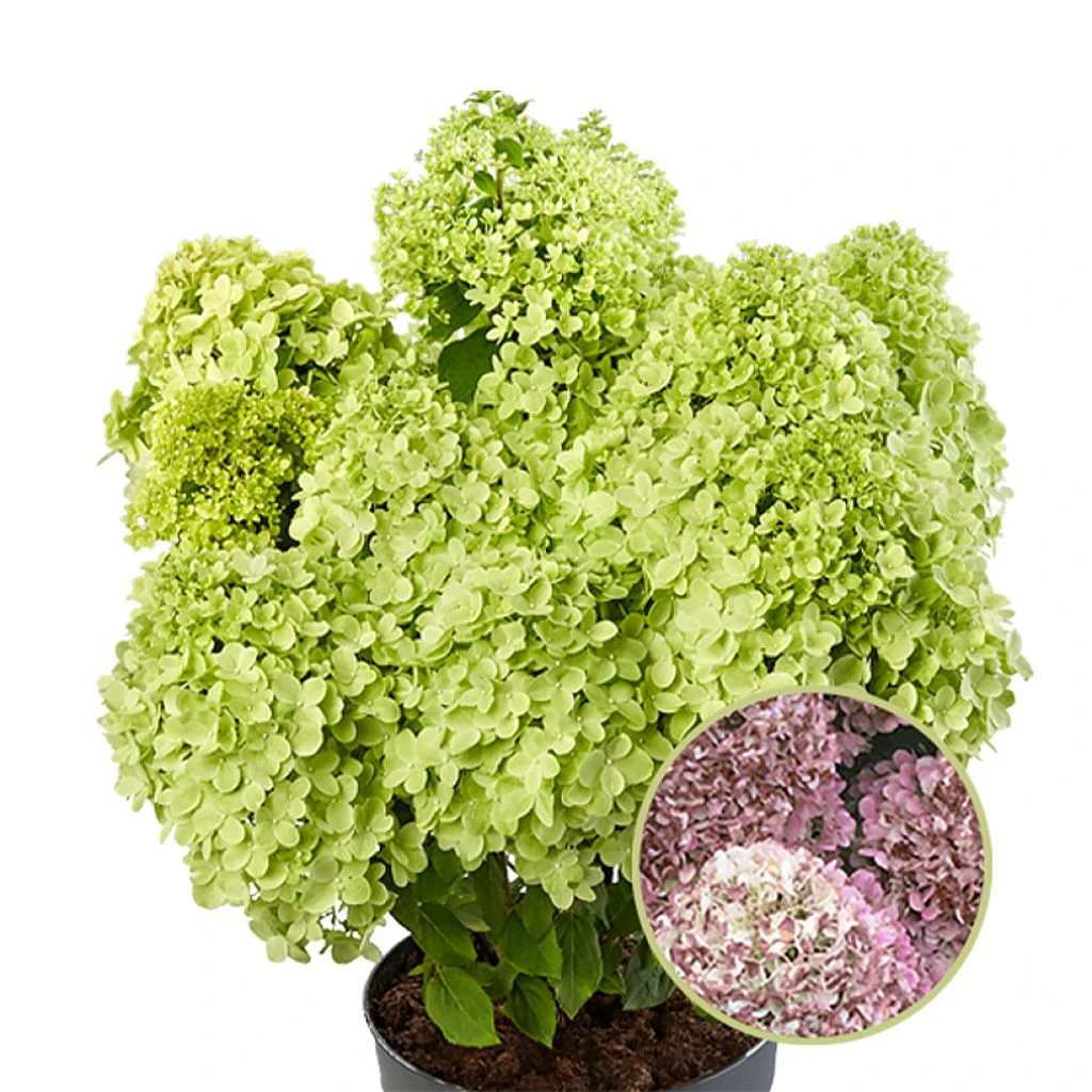 Hydrangea Paniculata Pandora - Hortensia Paniculé 1 Hydrangea Paniculata Pandora - Hortensia Paniculé