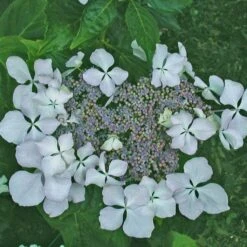 Hortensia - Hydrangea Macrophylla Beauté Vendômoise