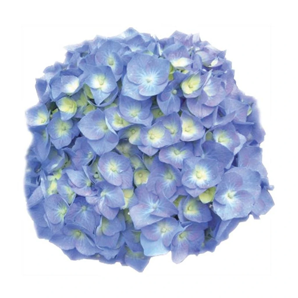 Hortensia - Hydrangea Macrophylla Bela 1 Hortensia - Hydrangea Macrophylla Bela