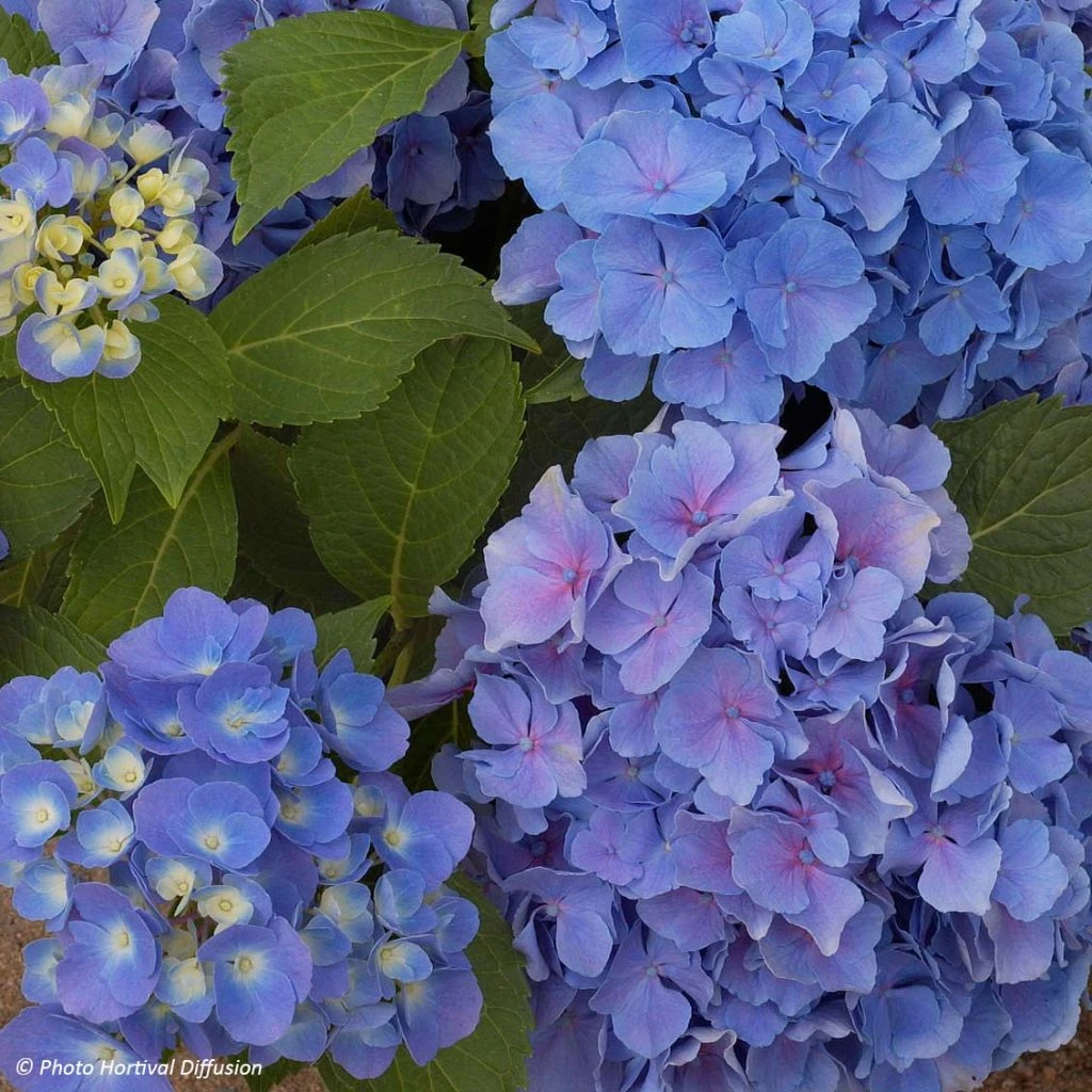 Hortensia - Hydrangea Macrophylla Benelux (bleu) 1 Hortensia - Hydrangea Macrophylla Benelux (bleu)
