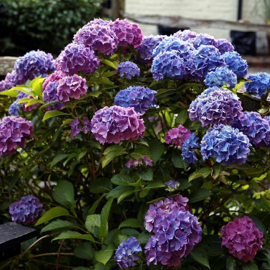 Hortensia - Hydrangea Macrophylla Blauer Zwerg 1 Hortensia - Hydrangea Macrophylla Blauer Zwerg