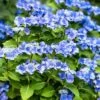 Hortensia - Hydrangea Macrophylla Blue Sky
