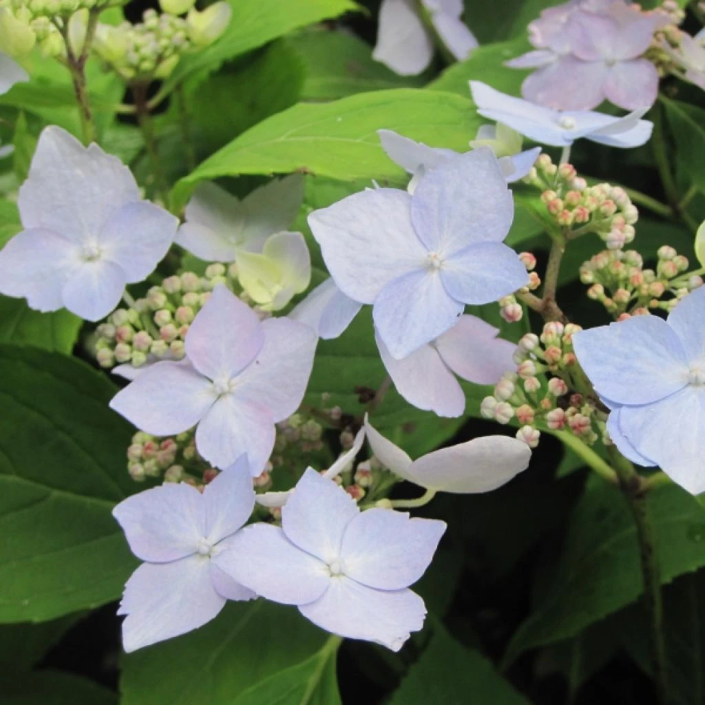 Hortensia - Hydrangea Serrata Blue Deckle 1 Hortensia - Hydrangea Serrata Blue Deckle