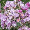 Rosier Couvre-sol Lavender Dream