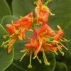 Chèvrefeuille - Lonicera X Heckrotii Firecracker®