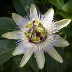 Passiflore, Fleur De La Passion - Passiflora Caerulea Clear Sky