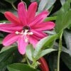 Passiflore - Passiflora (x) Exoniensis