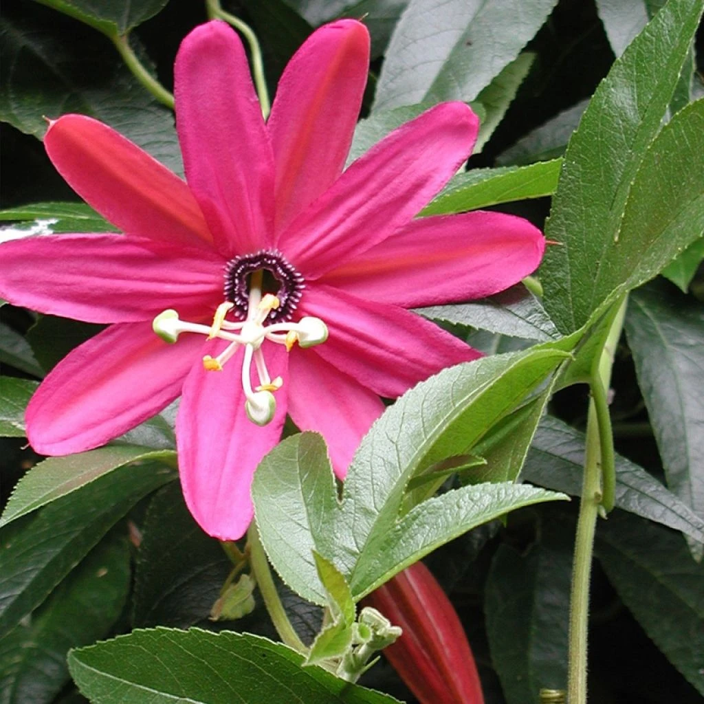 Passiflore - Passiflora (x) Exoniensis 1 Passiflore - Passiflora (x) Exoniensis