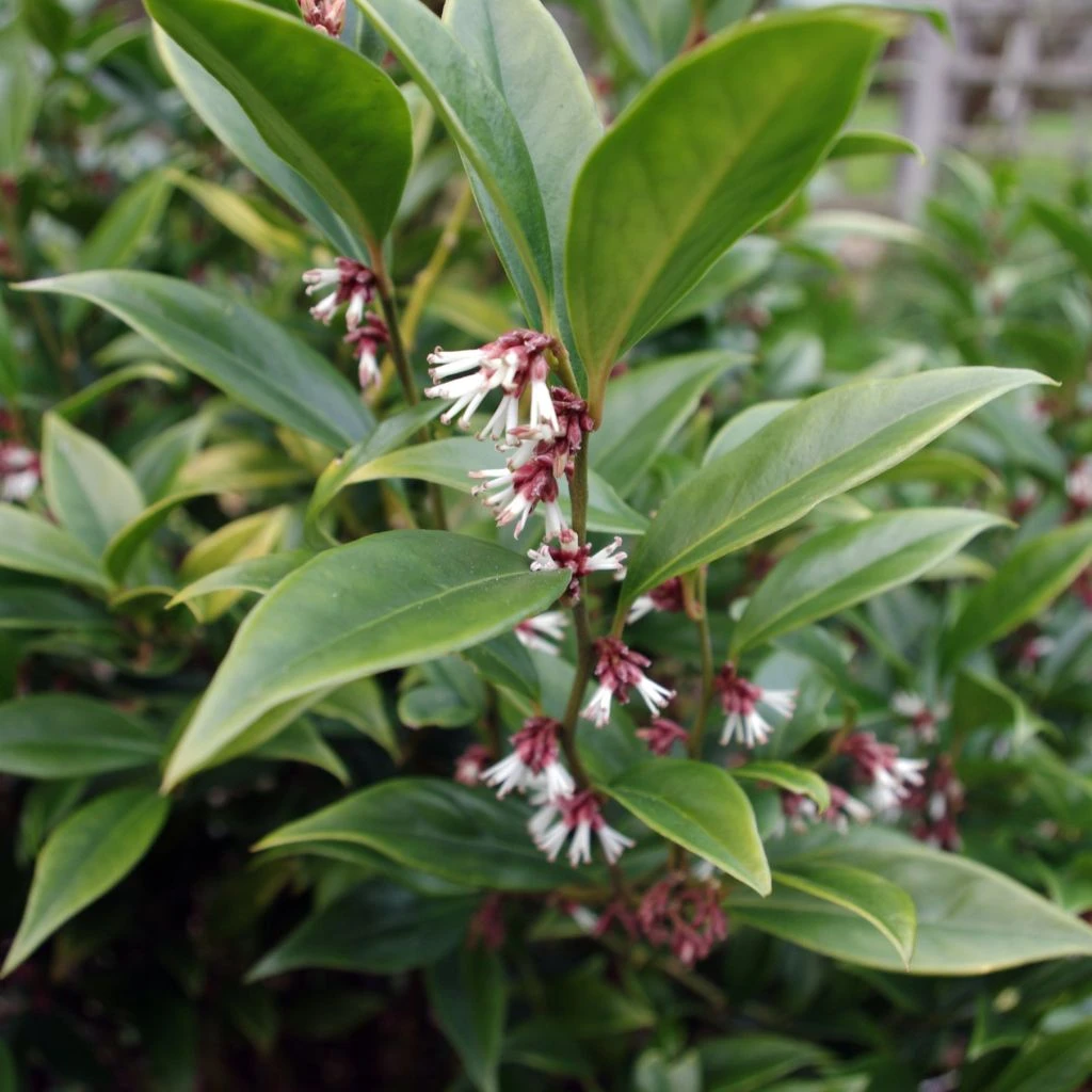 Sarcococca Orientalis - Sarcocoque D'Orient 1 Sarcococca Orientalis - Sarcocoque D'Orient