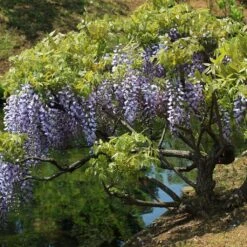Glycine Du Japon - Wisteria Floribunda