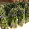 Asperge Verte Rambo - Asparagus Officinalis