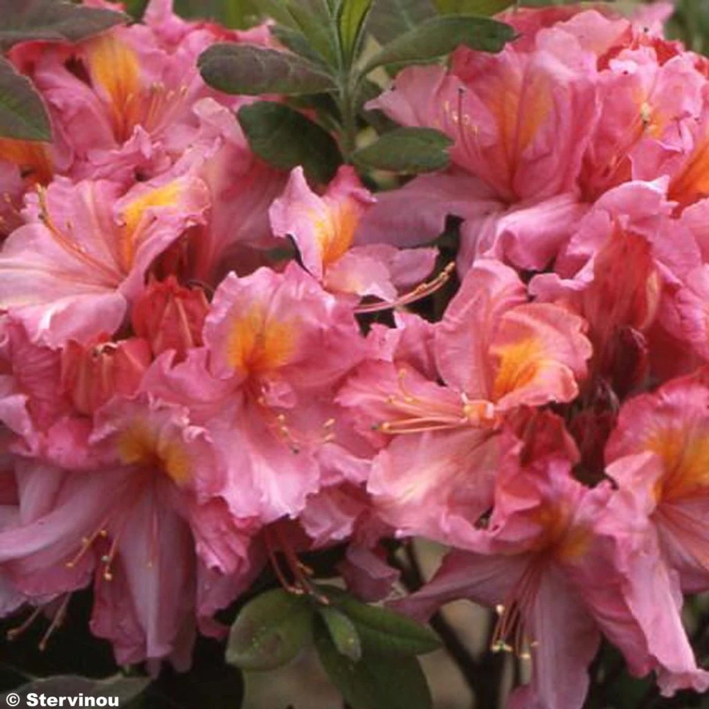 Azalée De Chine Berry Rose - Rhododendron Hybride 1 Azalée De Chine Berry Rose - Rhododendron Hybride