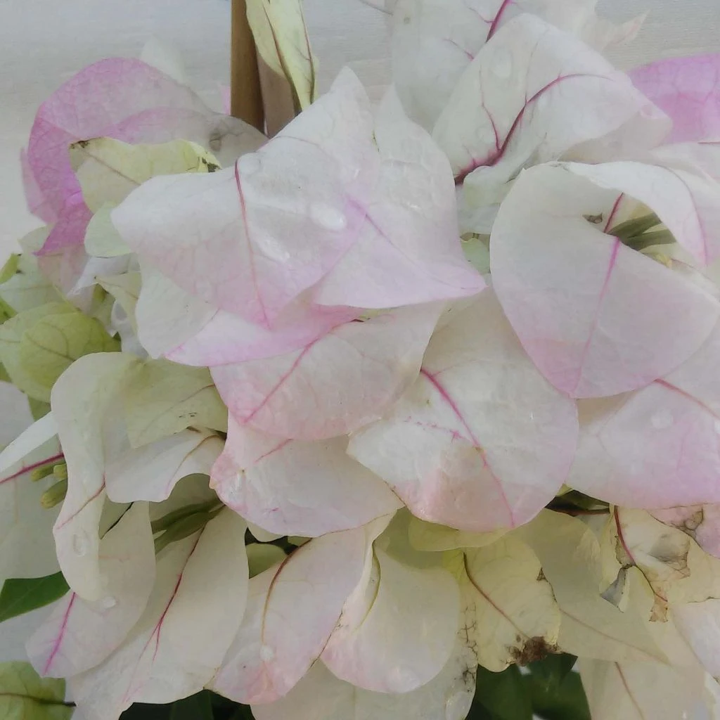 Bougainvillier Spectabilis Blanc-rose 1 Bougainvillier Spectabilis Blanc-rose
