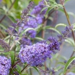 Buddleia Davidii Nanho Blue - Arbre Aux Papillons Nain