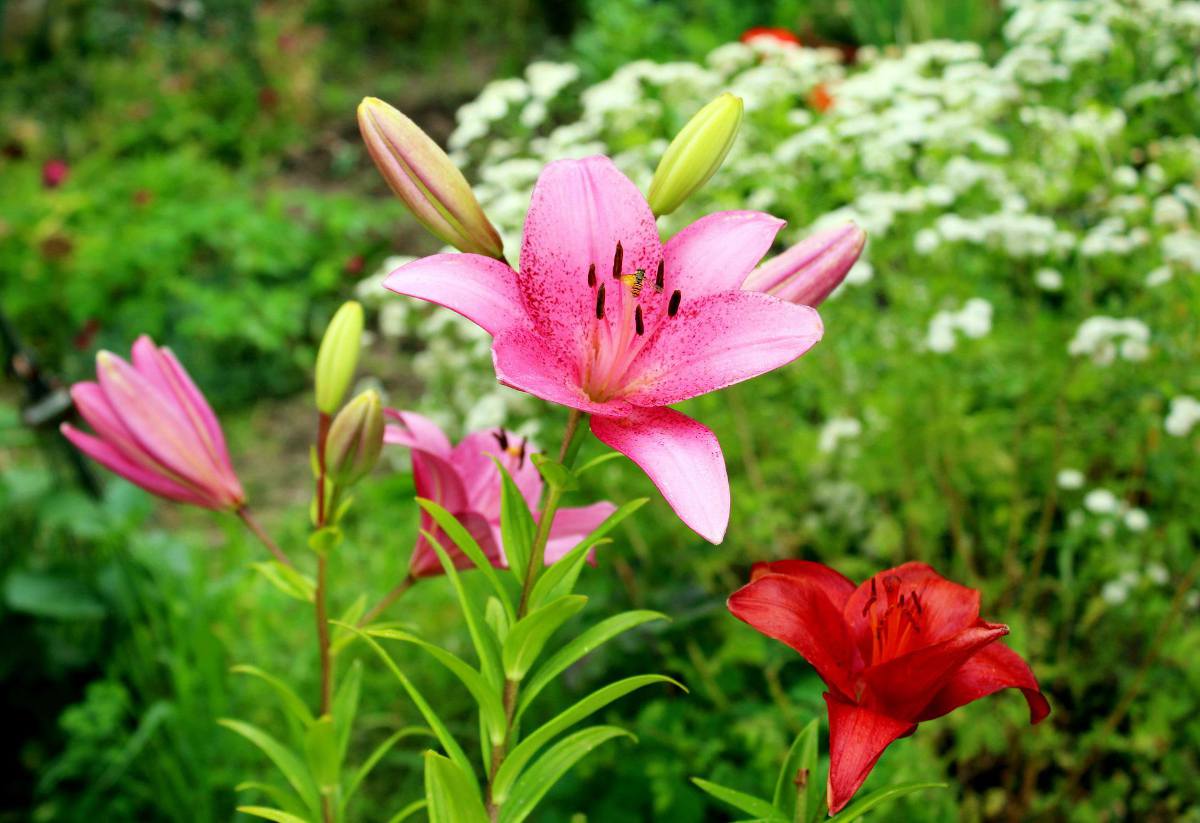 Promesse de Fleurs Soldes -Promesse de Fleurs Soldes bulbes ete