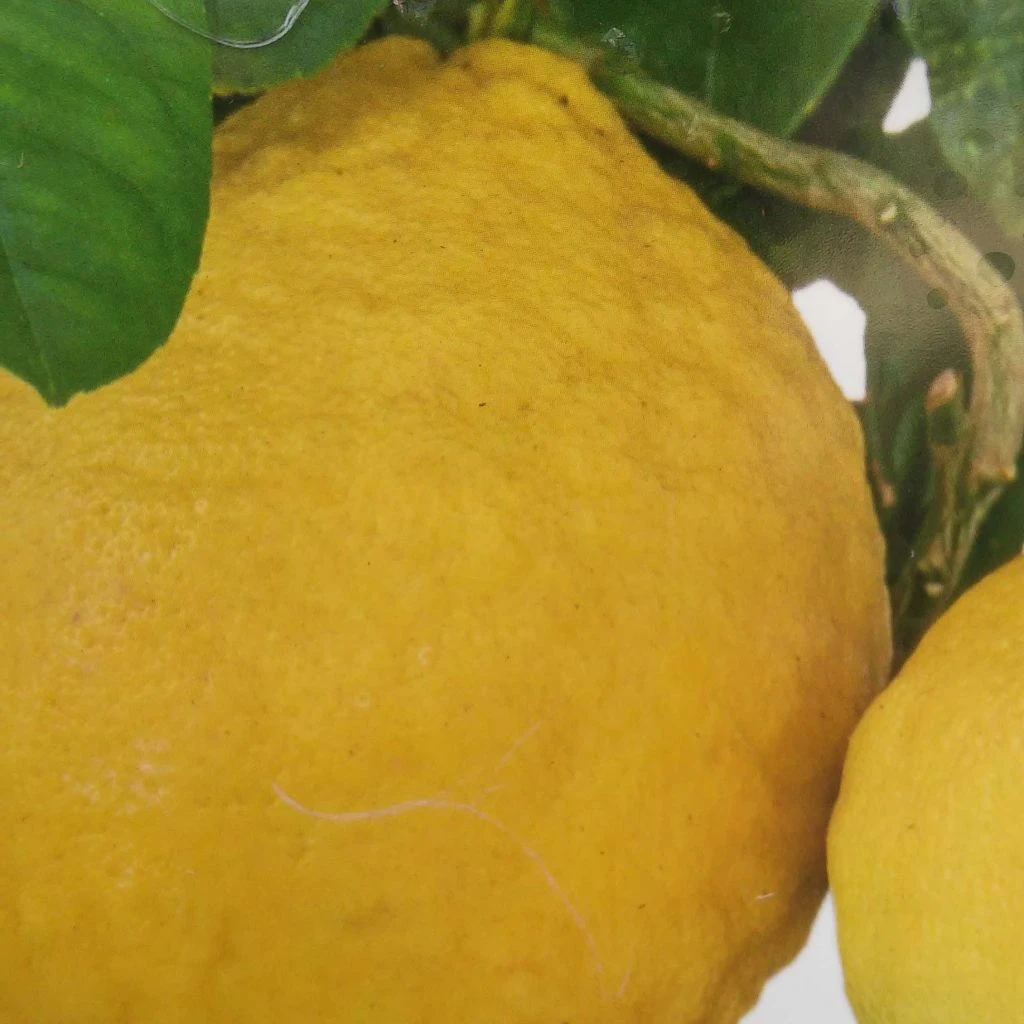 Citrus Lipo - Citrus Limon X Citrus Paradisi 1 Citrus Lipo - Citrus Limon X Citrus Paradisi