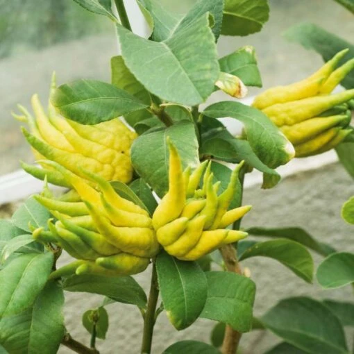 Main De Bouddha - Citrus Medica Var. Sarcodactylis -Promesse de Fleurs Soldes citrus medica var. sarcodactylis 83370 5