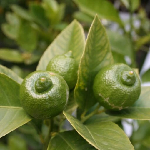 Citron Vert - Citrus Aurantifolia Mexicana -Promesse de Fleurs Soldes citrus aurantiifolia