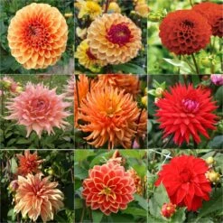 Collection Brassée De Dahlias Flamboyants - 9 Variétés