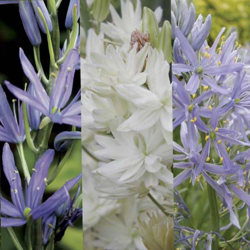 Collection Camassias 1 Collection Camassias