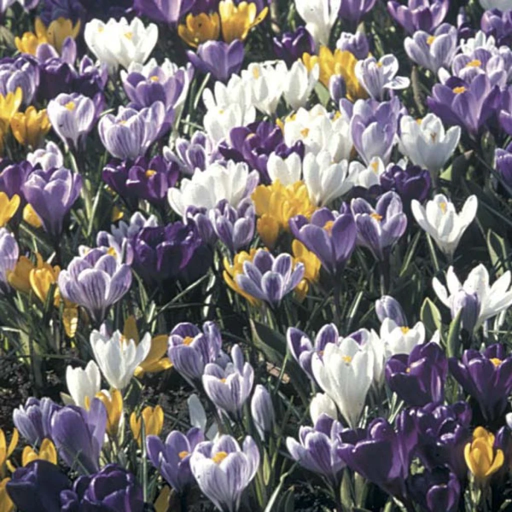 Collection 100 Crocus Grandes Fleurs Mammouth 1 Collection 100 Crocus Grandes Fleurs Mammouth