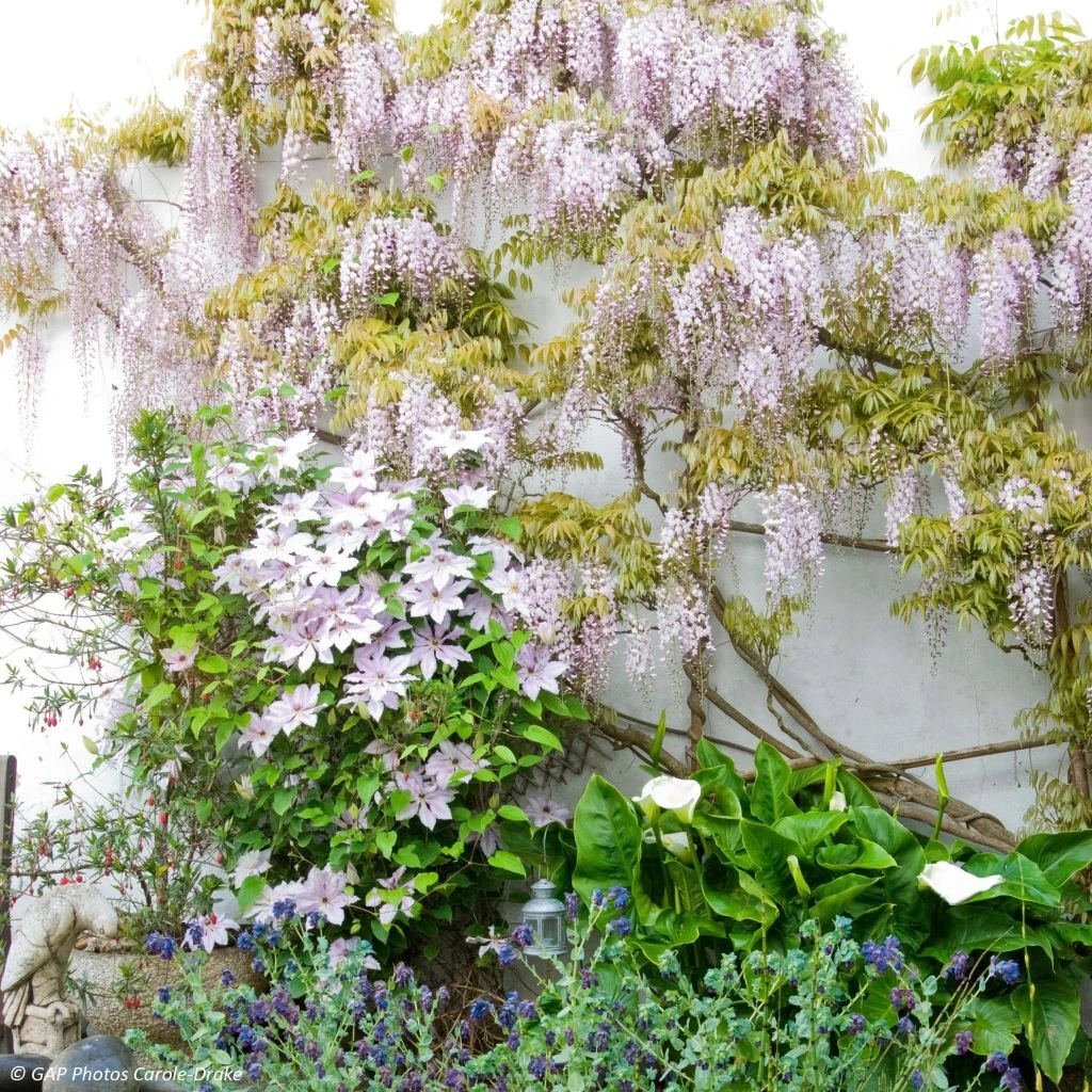 Duo Douceur - Clématite Nelly Moser Et Glycine De Chine Rose 1 Duo Douceur - Clématite Nelly Moser Et Glycine De Chine Rose