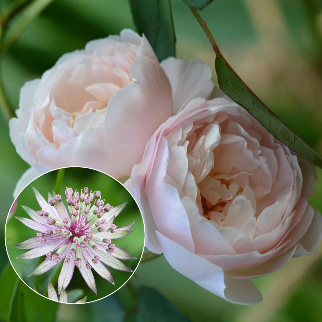 Duo Liaison Fatale 1 Duo Liaison Fatale