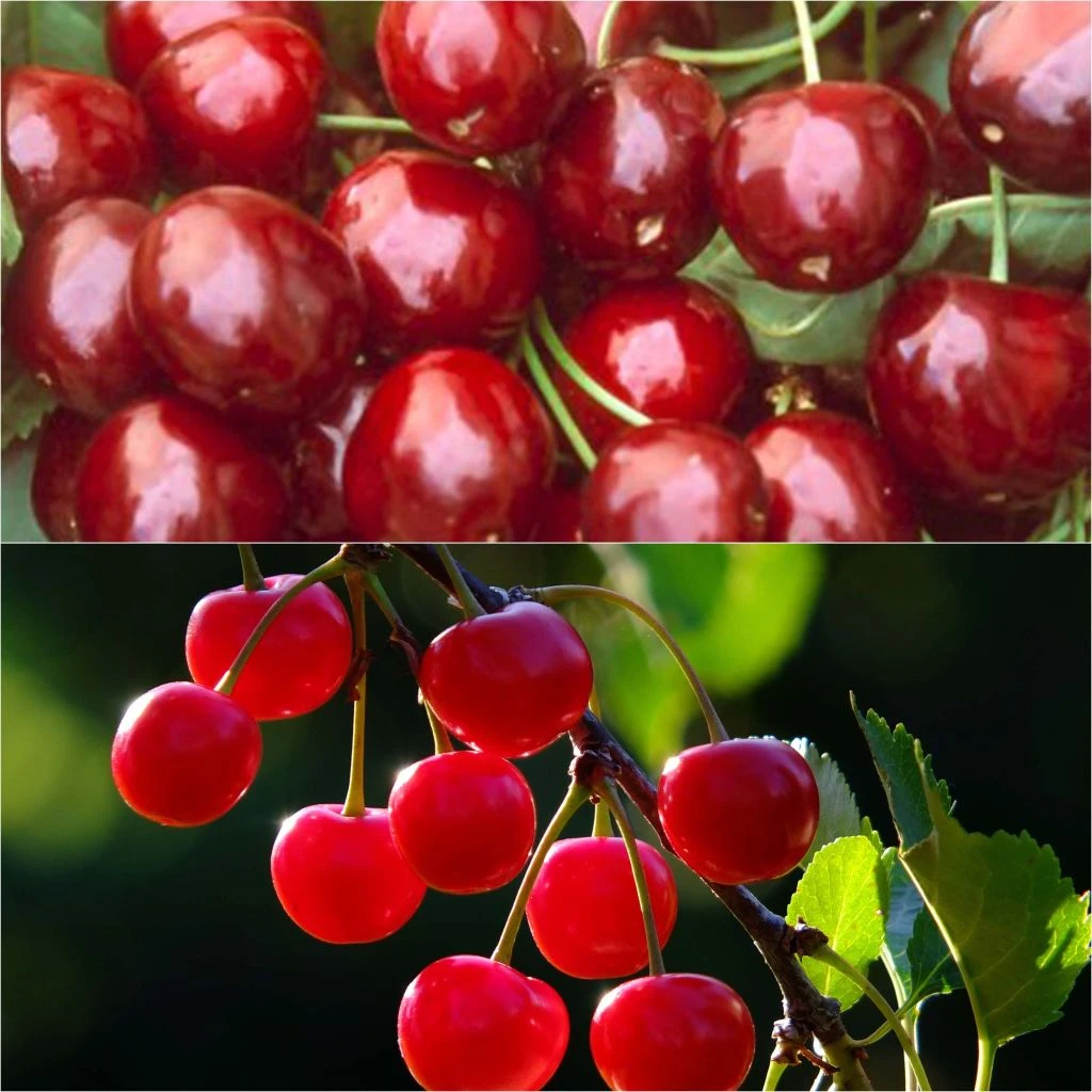 Duo Pollinisateur De Cerisiers En Demi Tige Pour Grands Espaces 1 Duo Pollinisateur De Cerisiers En Demi Tige Pour Grands Espaces