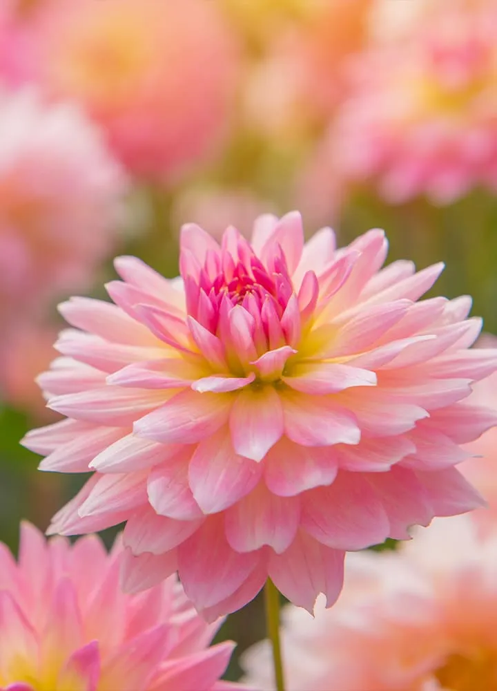 Promesse de Fleurs Soldes -Promesse de Fleurs Soldes fleurs dahlias