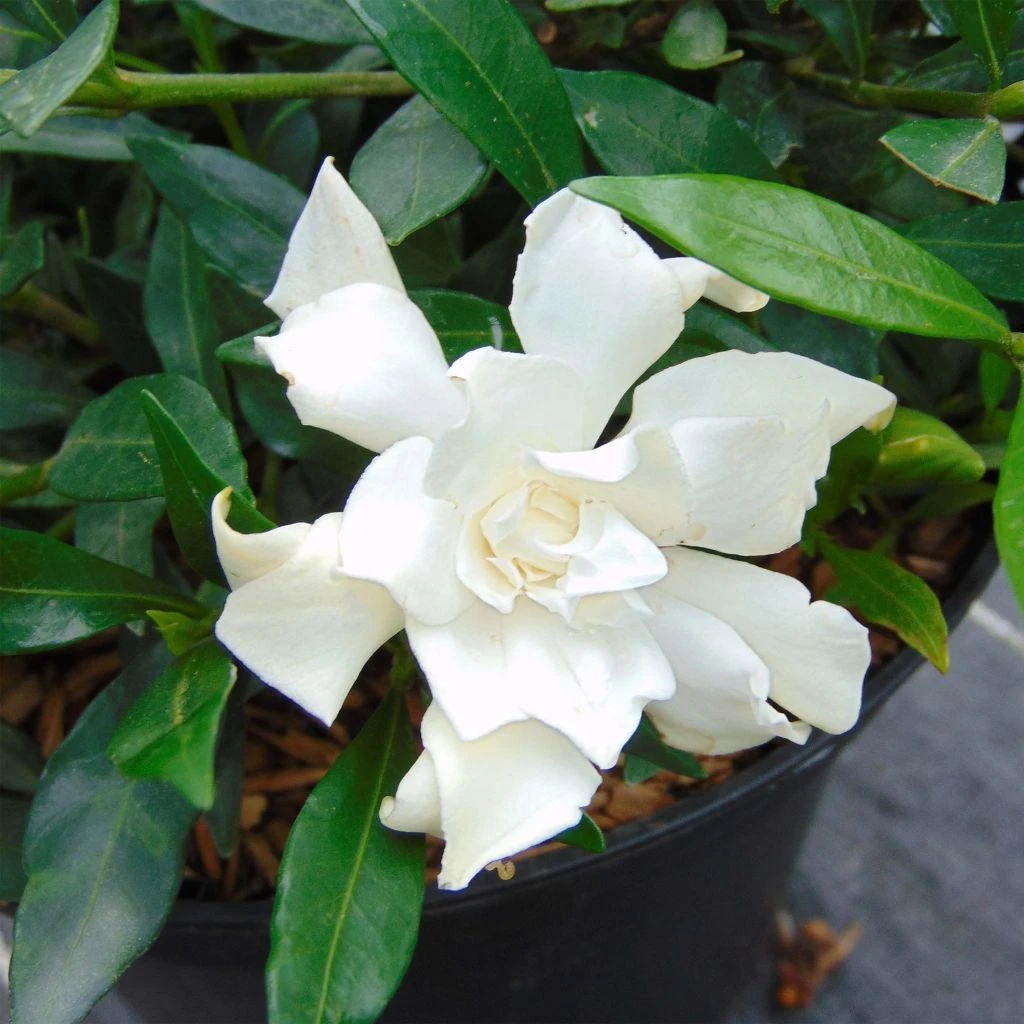 Gardenia Jasminoides Perfumed Petticoats 1 Gardenia Jasminoides Perfumed Petticoats